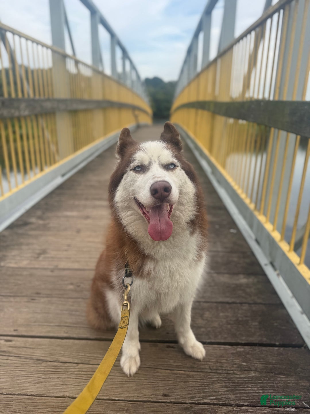 Siberian Husky dogs for sale: Siberian Husky Puppy 1 - Ad 4