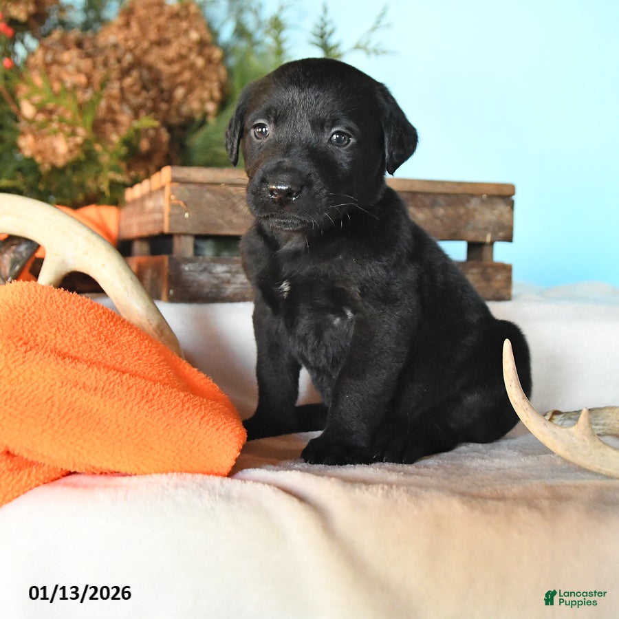 Labrador Retriever dogs Eclipse - Ad 32