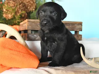 Labrador Retriever dogs Eclipse - Ad 40