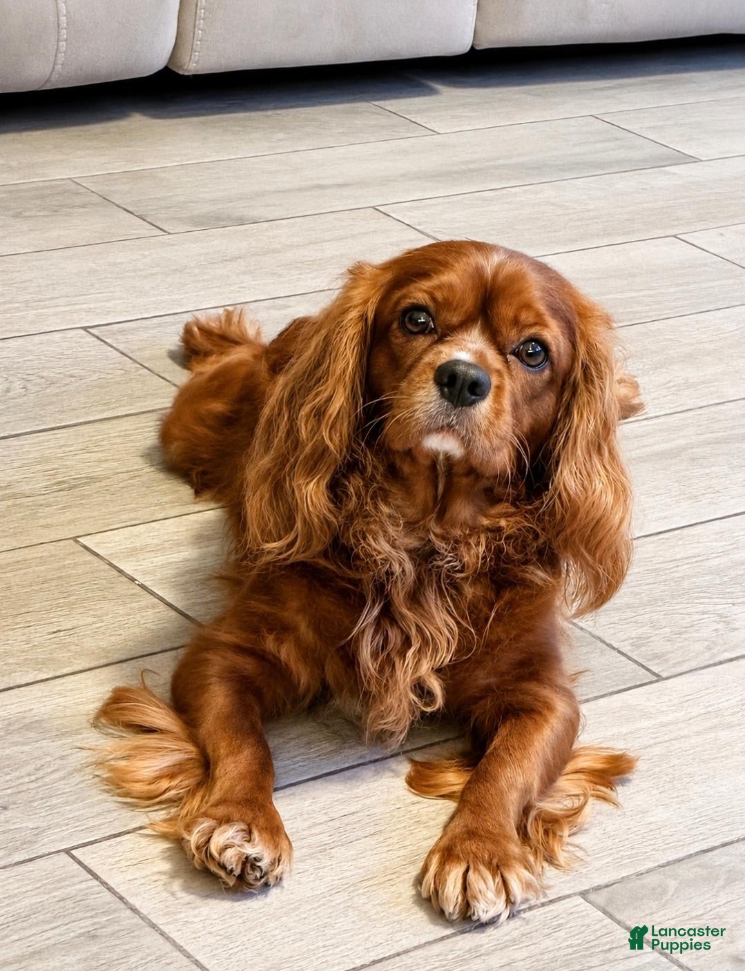 Cavalier King Charles Spaniel dogs CKCS Stud Arizona  - Ad 1