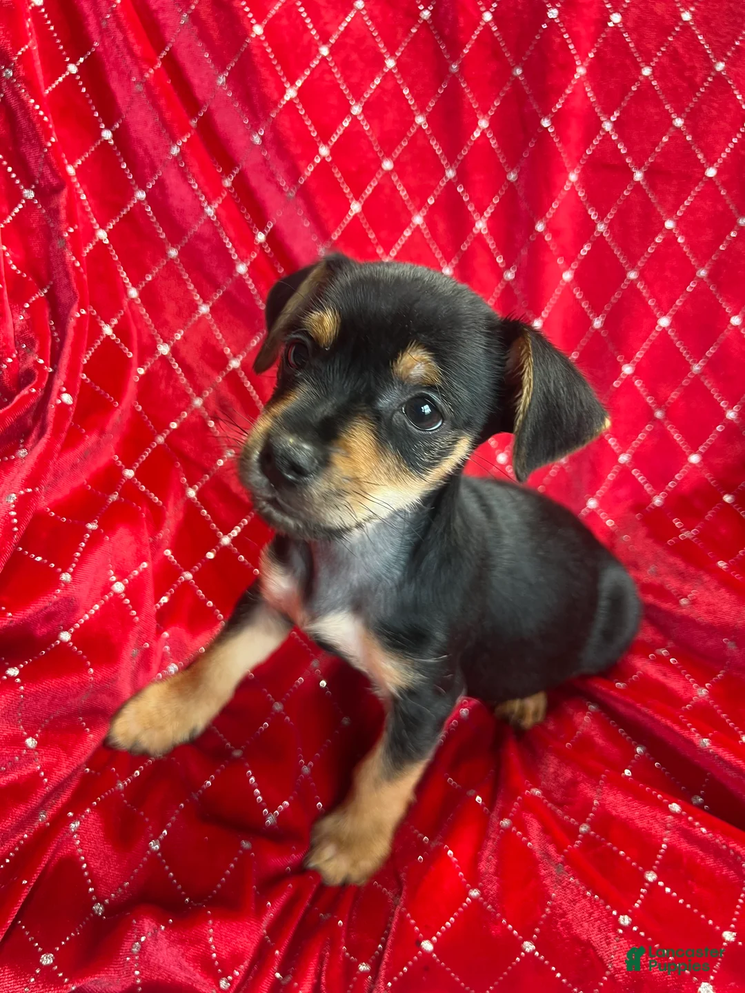 Yorkiepoo dogs for sale: Teacup yorkie/yorkiepin Puppy 1 - Ad 6