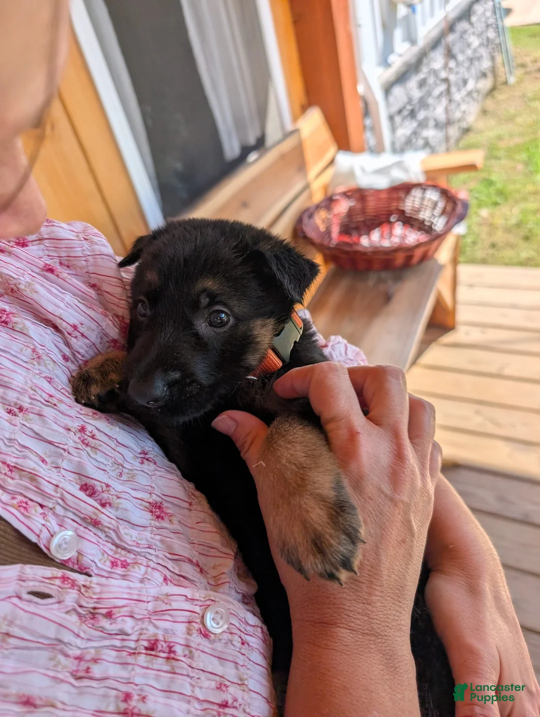 German Shepherd dogs for sale: ♥️SWEET ANNA♥️ - Ad 1