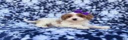 Cavapoo dogs for sale: Opal - Ad 3