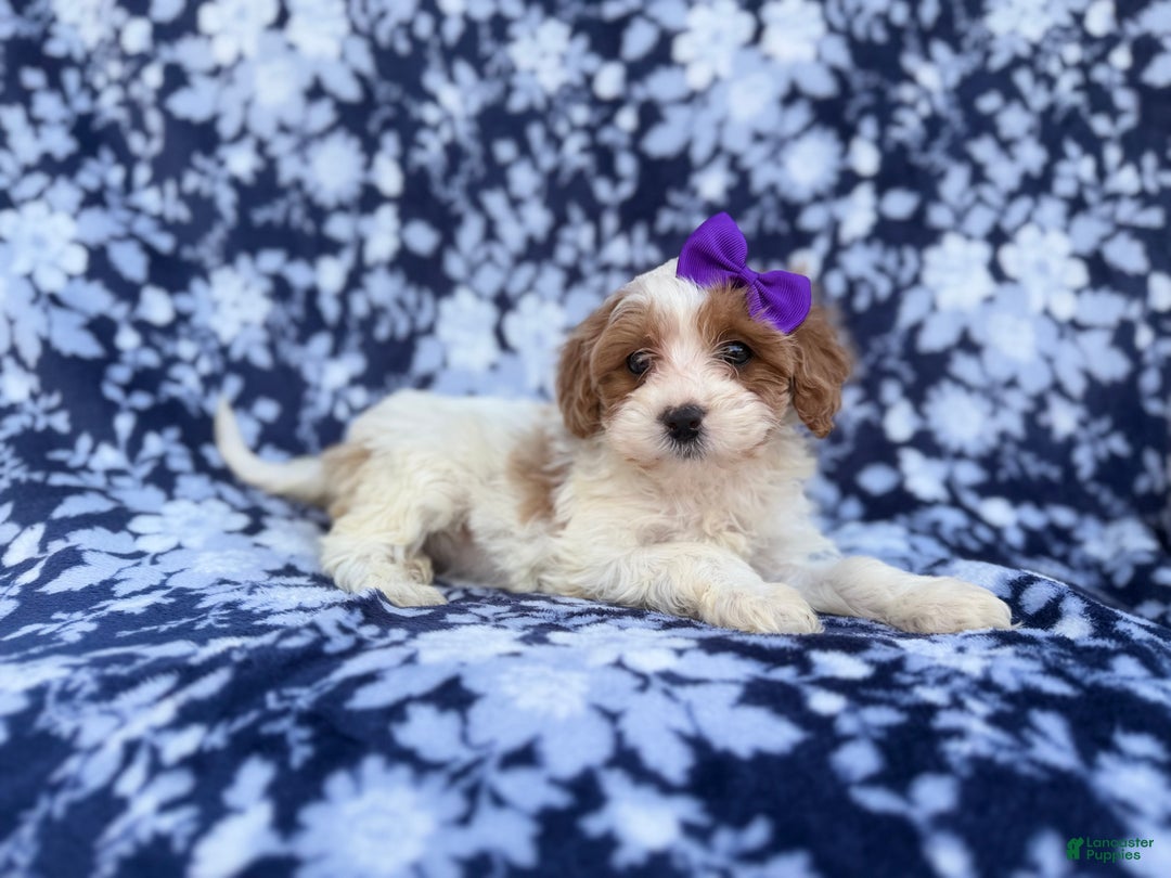 Cavapoo dogs for sale: Opal - Ad 3