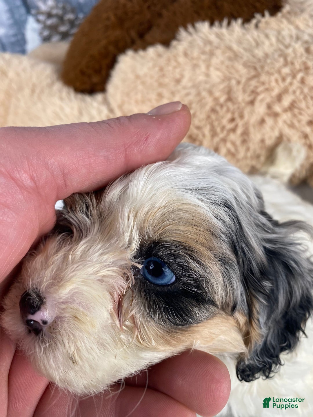 Cavapoo dogs for sale: Julie - Ad 8