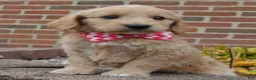Mini Goldendoodle dogs for sale: Mini Gracie - Ad 15