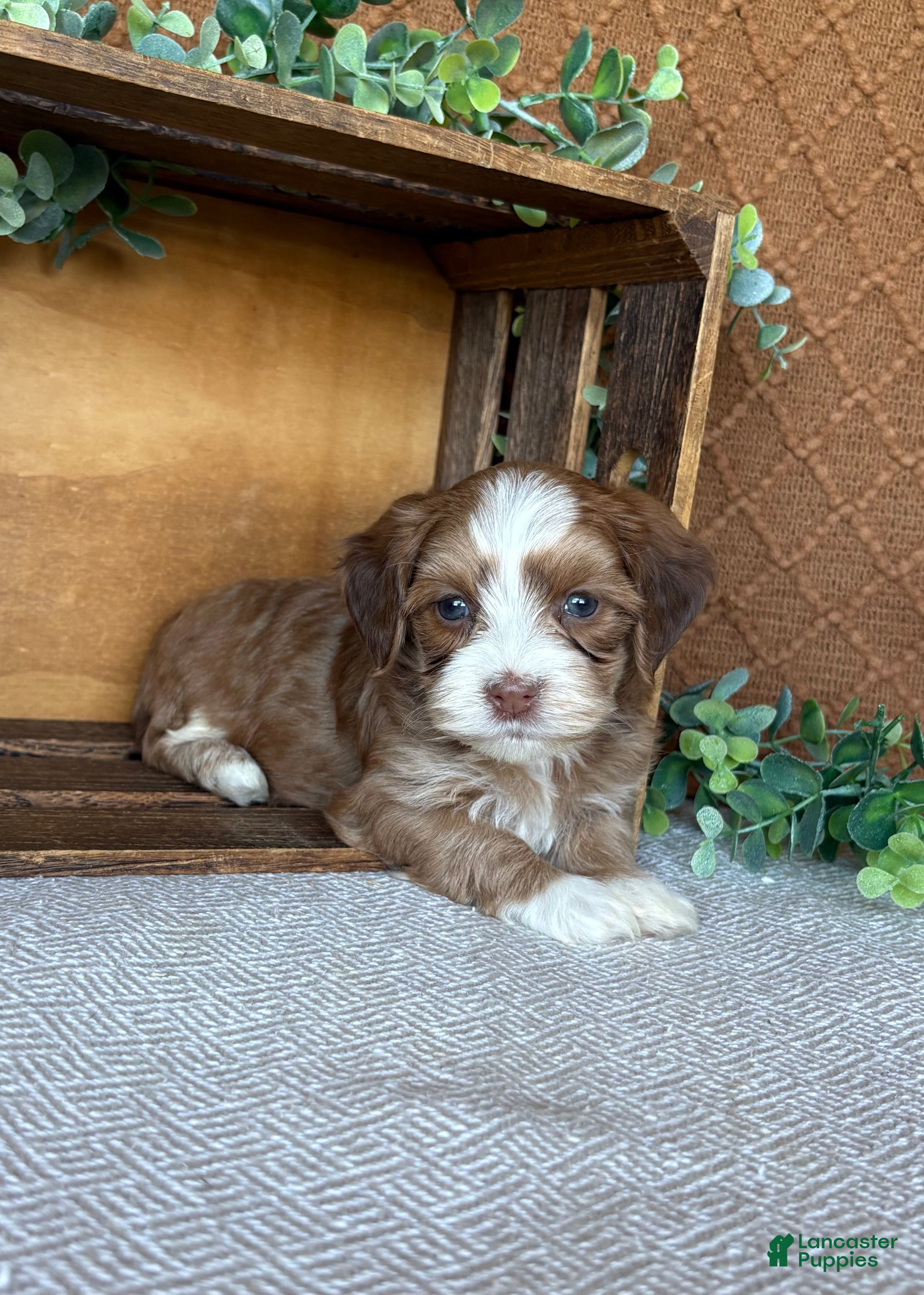 Havanese dogs Brady - Ad 1
