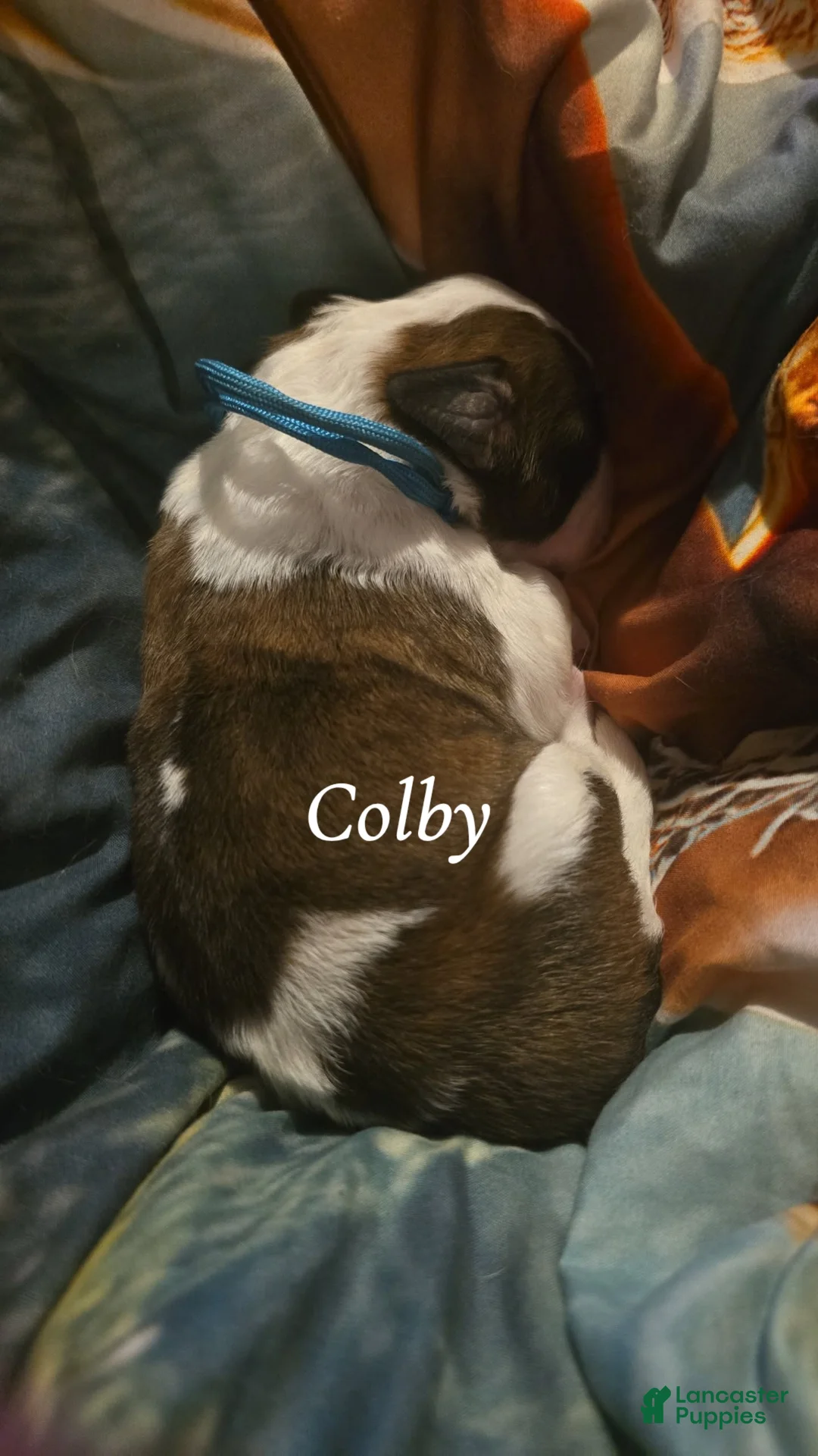 Saint Bernard dogs for sale: Colby  - Ad 2