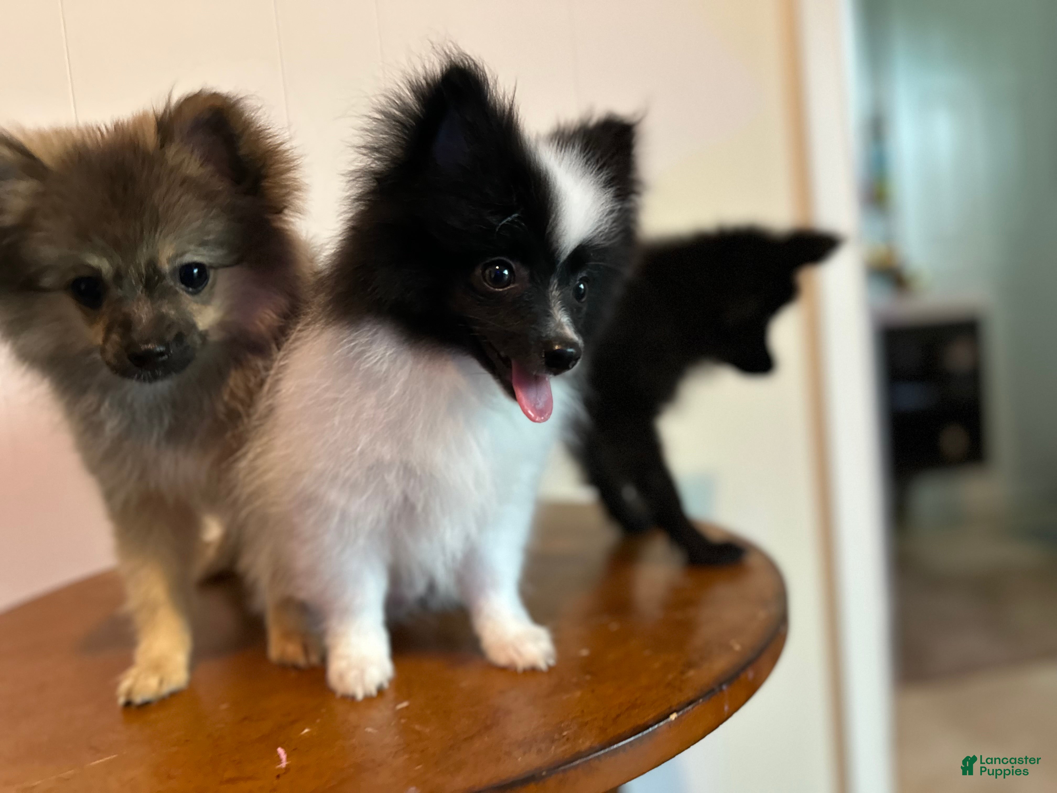 Pomeranian dogs Oreo - Ad 2