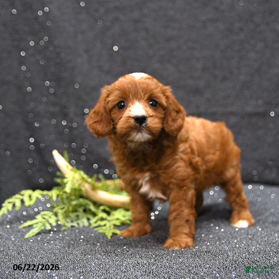 Cavapoo dogs Linsey - Ad 1