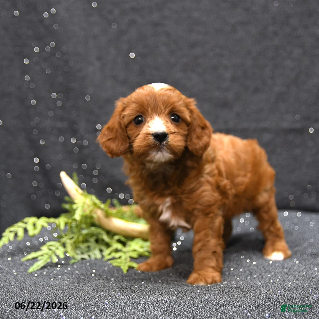 Cavapoo dogs for sale: Linsey - Ad 1