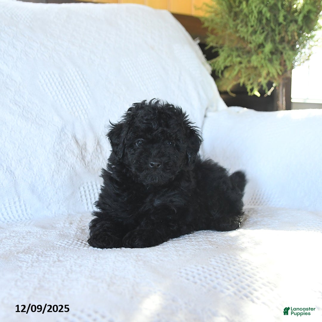 Miniature Poodle dogs for sale: Pongo - Ad 5