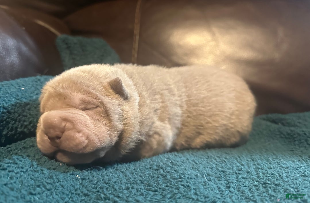 Shar Pei dogs for sale: Rose - Ad 3