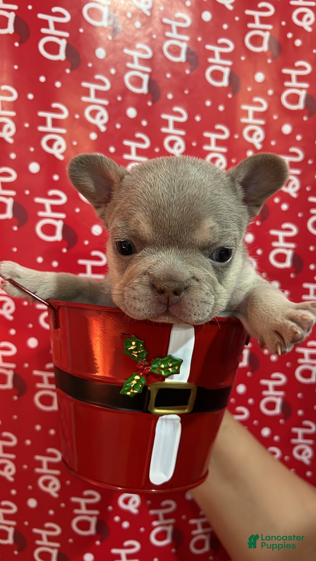 French Bulldog dogs for sale: Prince - Ad 7