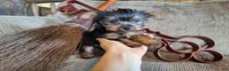 Yorkshire Terrier dogs for sale: Angus - Ad 3