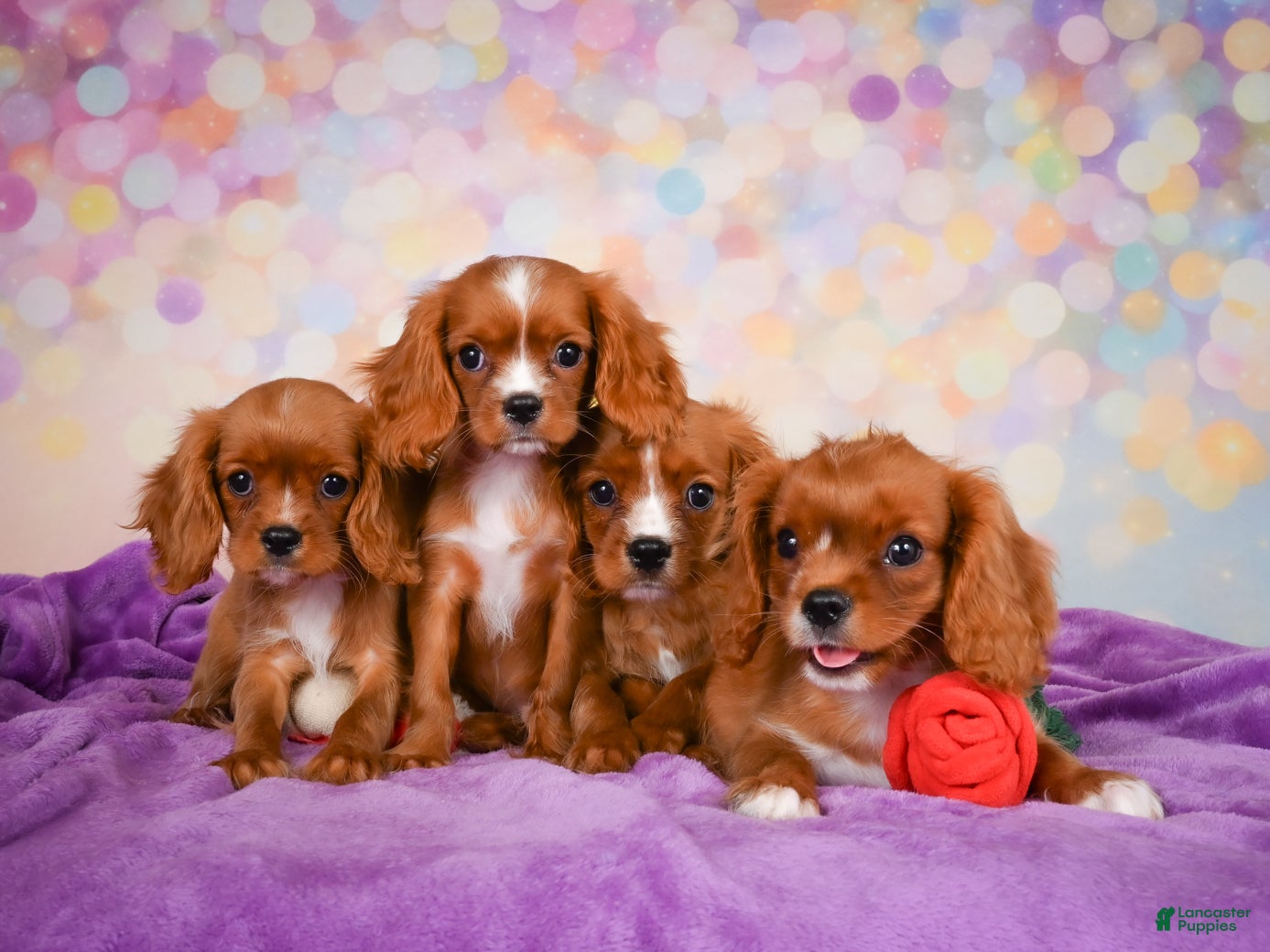 Cavalier King Charles Spaniel dogs Cody - Ad 2
