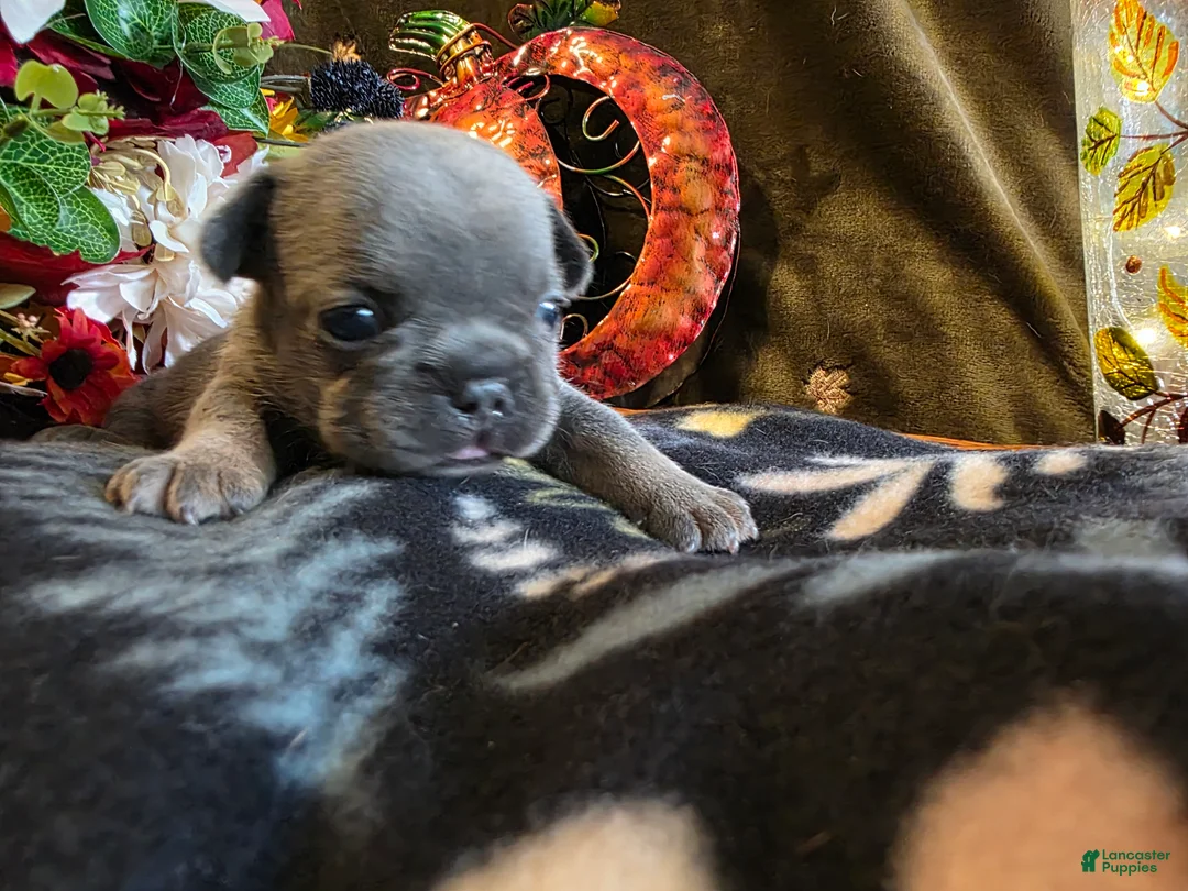 French Bulldog dogs for sale: Autumn  - Ad 2