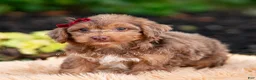 Yorkiepoo dogs for sale: Willywonka - Ad 7