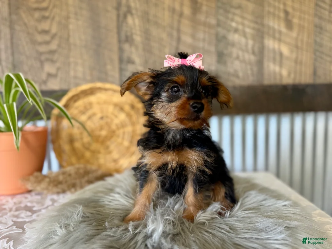 Yorkshire Terrier dogs for sale: Sharla - Ad 2