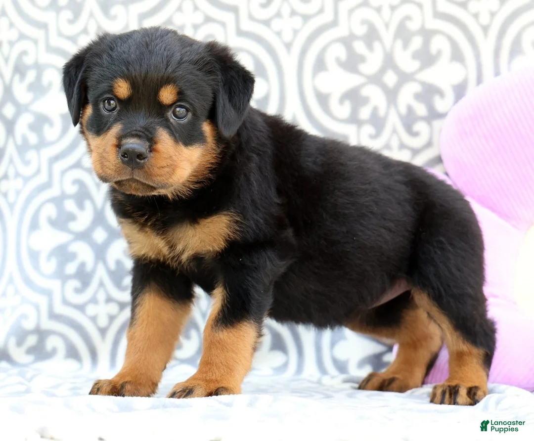 Rottweiler dogs for sale: Misty - Ad 1