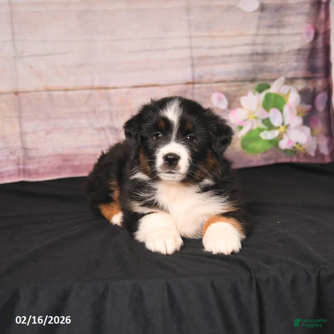 Miniature Australian Shepherd dogs for sale: Tammy - Ad 2