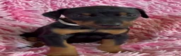 Doberman Pinscher dogs for sale: Doberman Pinscher 8 - Ad 2