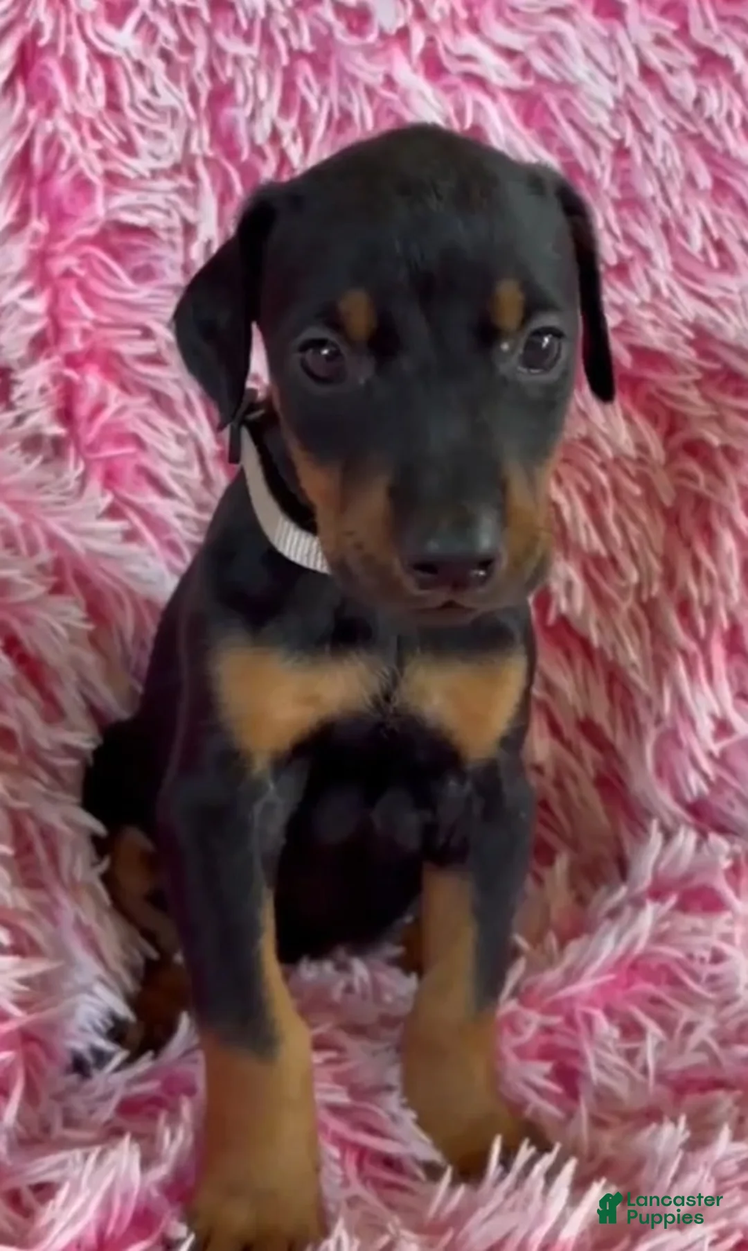 Doberman Pinscher dogs for sale: Doberman Pinscher 8 - Ad 2