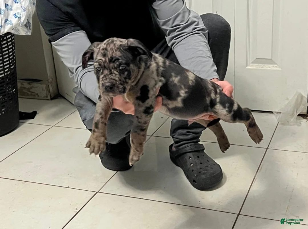 American Bully dogs for sale: American Bully Puppy 1 - Ad 1