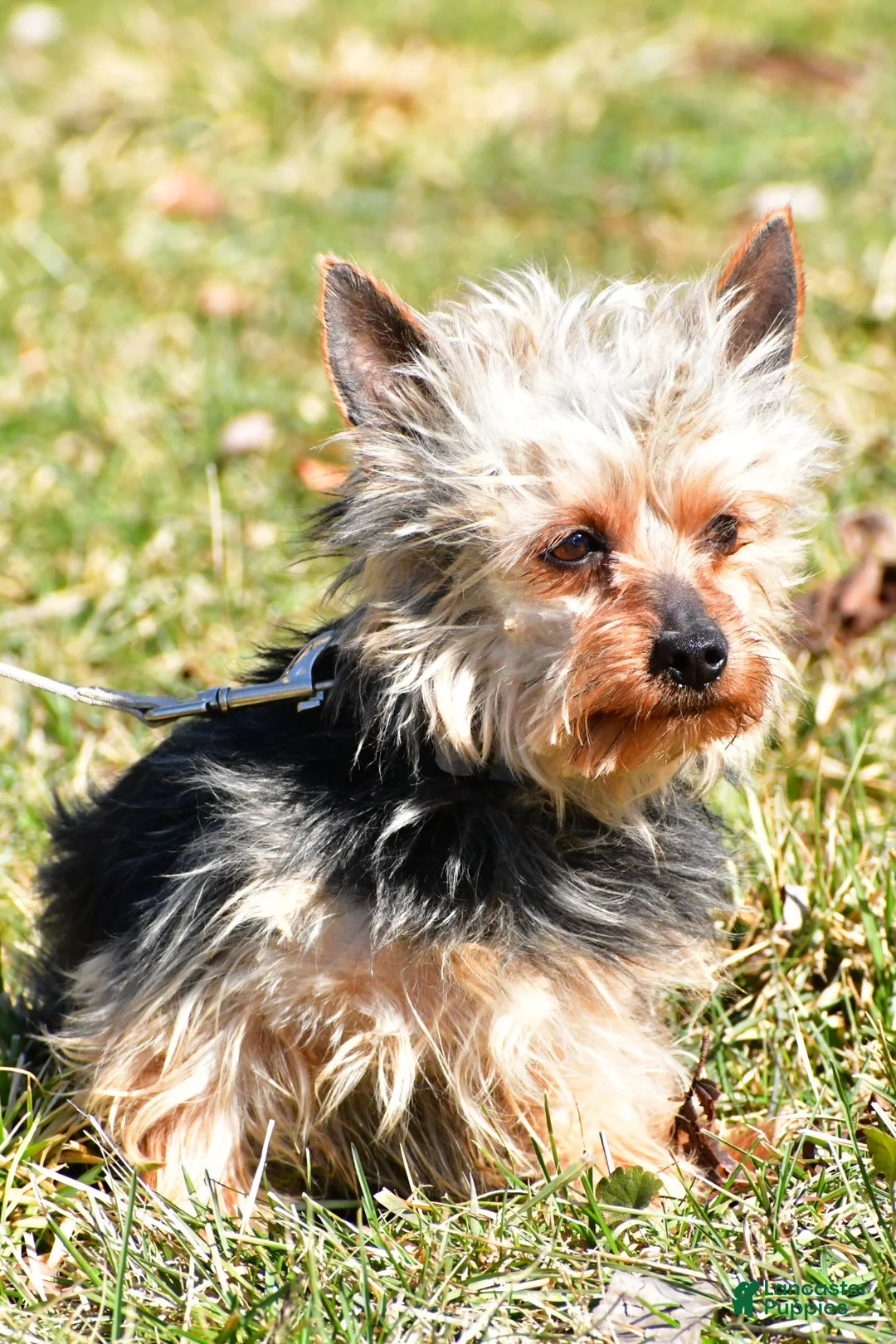 Shorkie dogs for sale: Avery - Ad 10