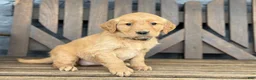 Golden Retriever dogs for sale: Jipsy - Ad 2