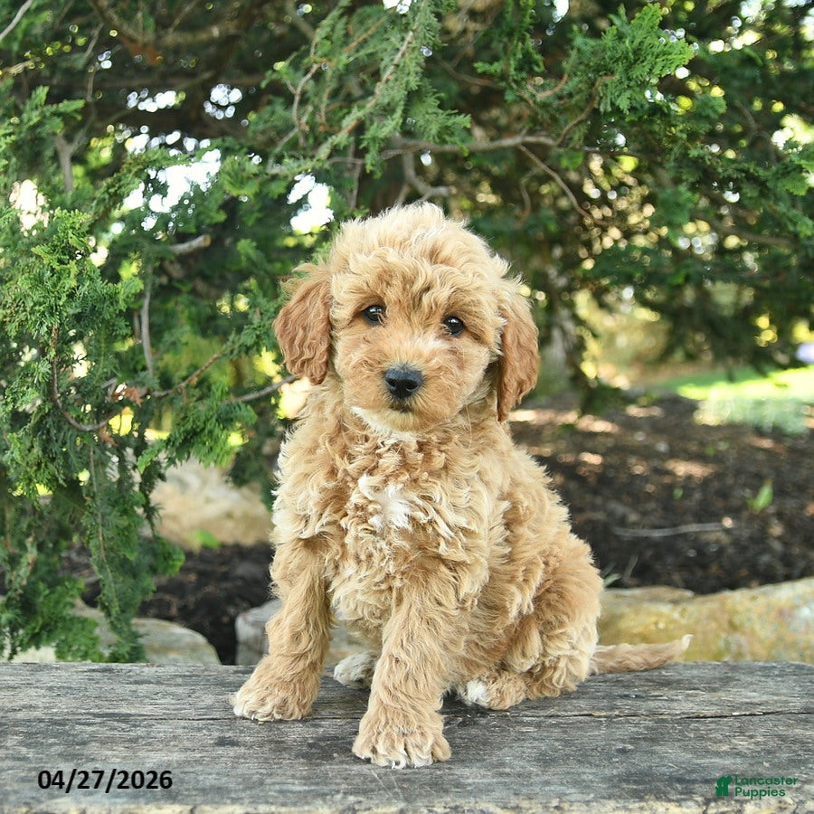 Goldendoodle dogs Molly - Ad 1