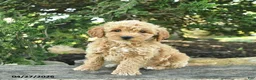 Goldendoodle dogs for sale: Molly - Ad 7