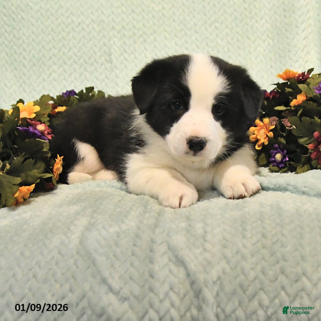 Mixed Breed dogs for sale: Jake - Ad 3