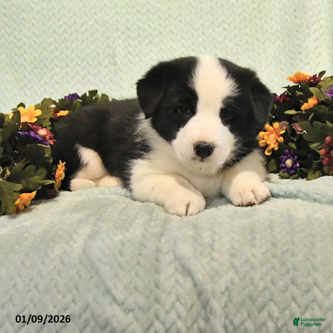 Mixed Breed dogs for sale: Jake - Ad 3