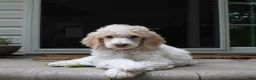 Standard Poodle dogs for sale: Pebble AKC Standard Poodle - Ad 12