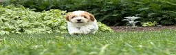 Cockapoo dogs for sale: Daisy  - Ad 4
