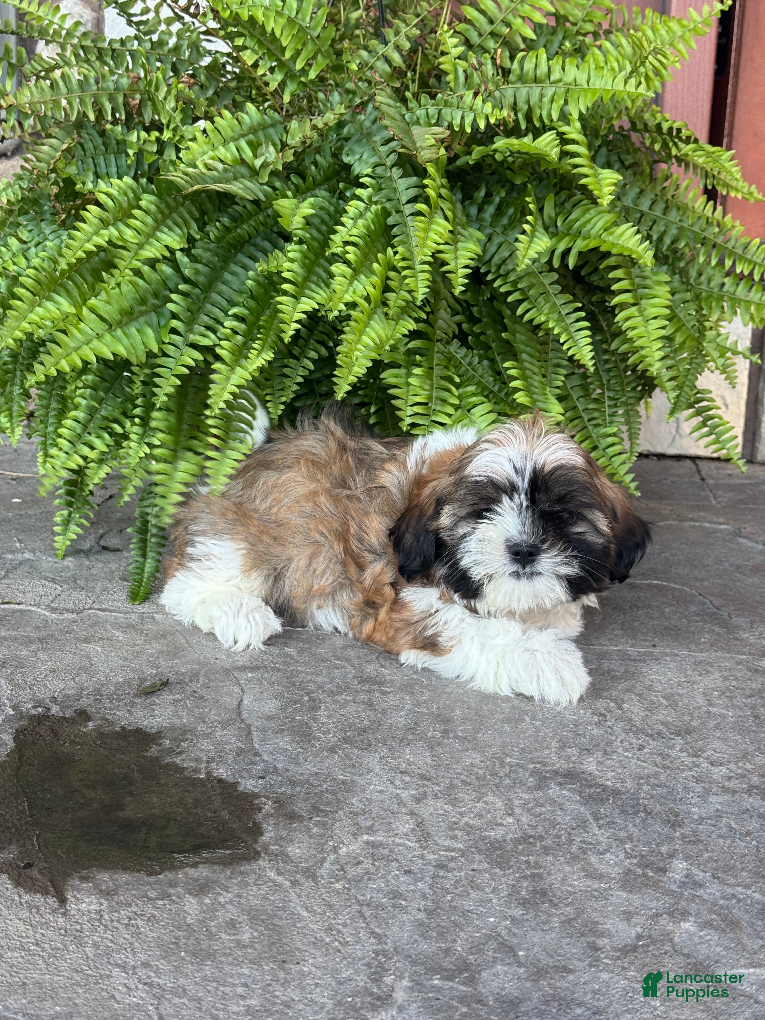 Shih Tzu dogs Sierra - Ad 8