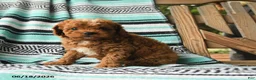 Cavapoo dogs for sale: Melvin - Ad 3