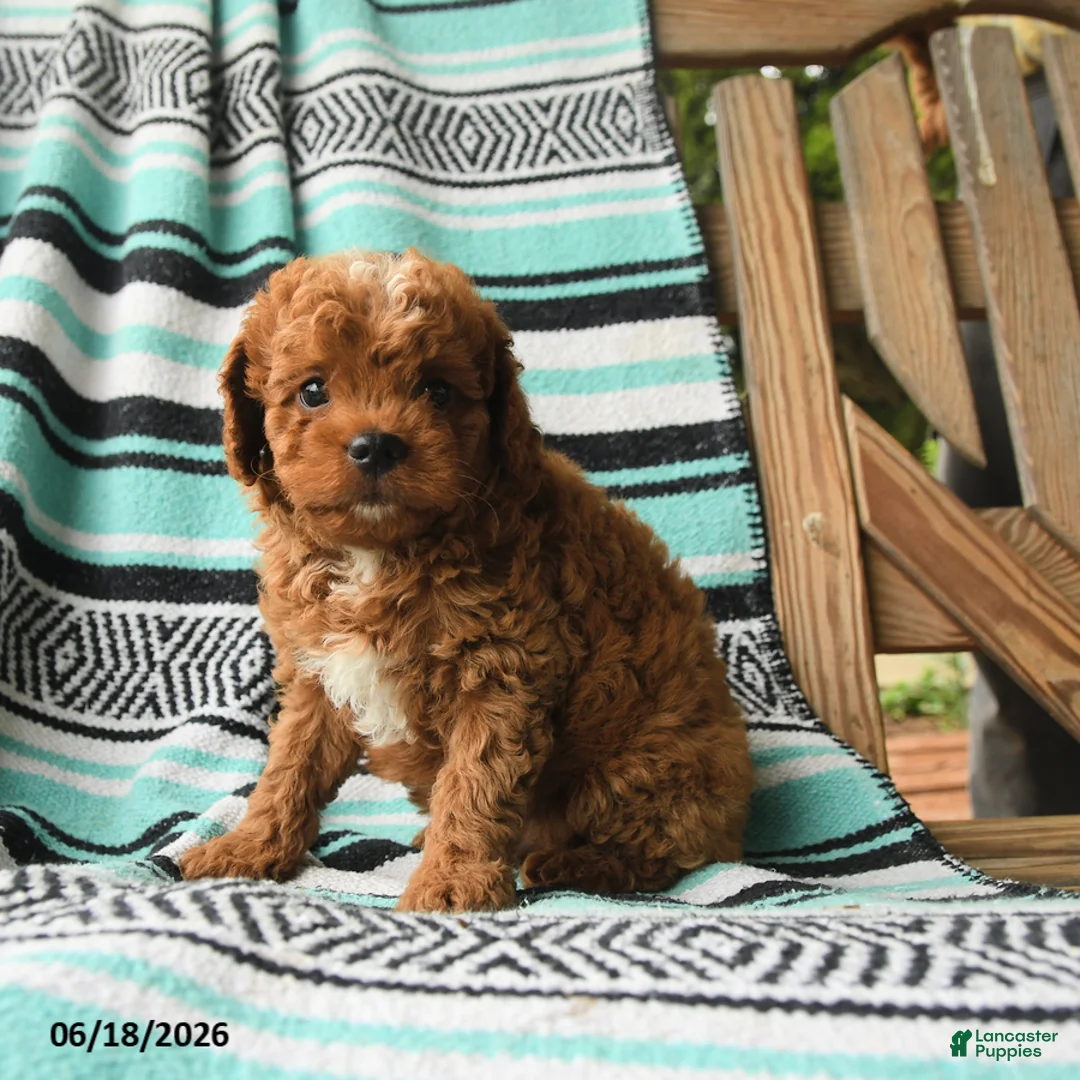 Cavapoo dogs for sale: Melvin - Ad 3