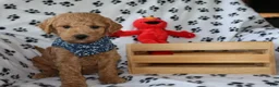 Mini Goldendoodle dogs for sale: Billy boy - Ad 3