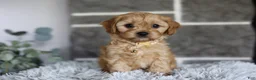Cavapoo dogs for sale: Biscuit - Ad 7