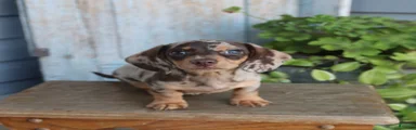 Piper