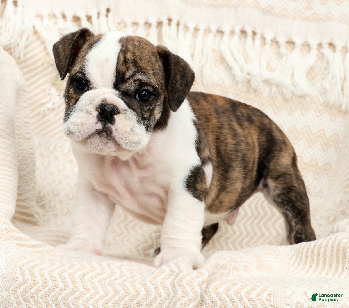 English Bulldog dogs Ruger - Ad 1