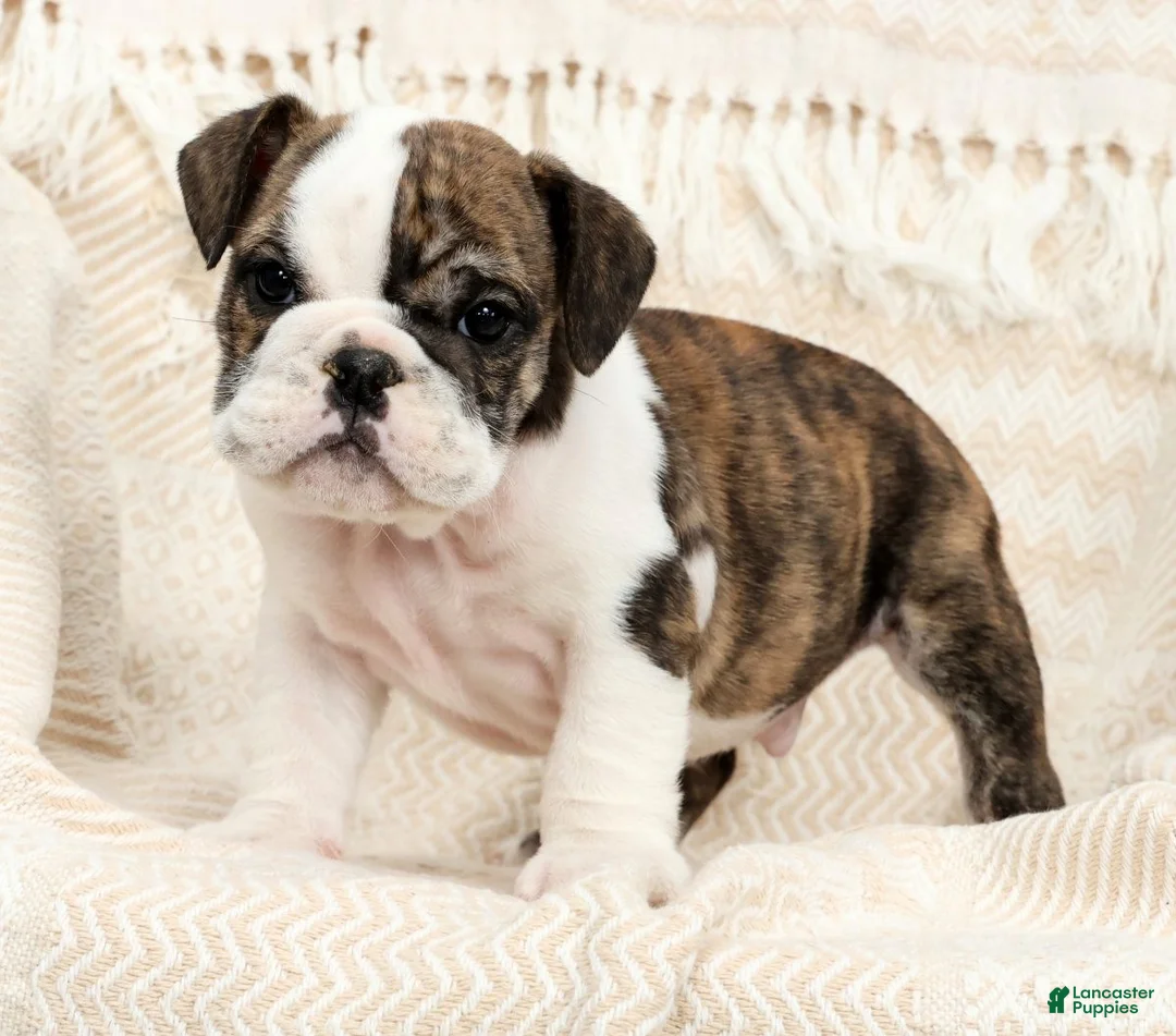 English Bulldog dogs for sale: Ruger - Ad 1