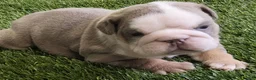 English Bulldog dogs for sale: Pete English Bulldog Puppy  - Ad 1