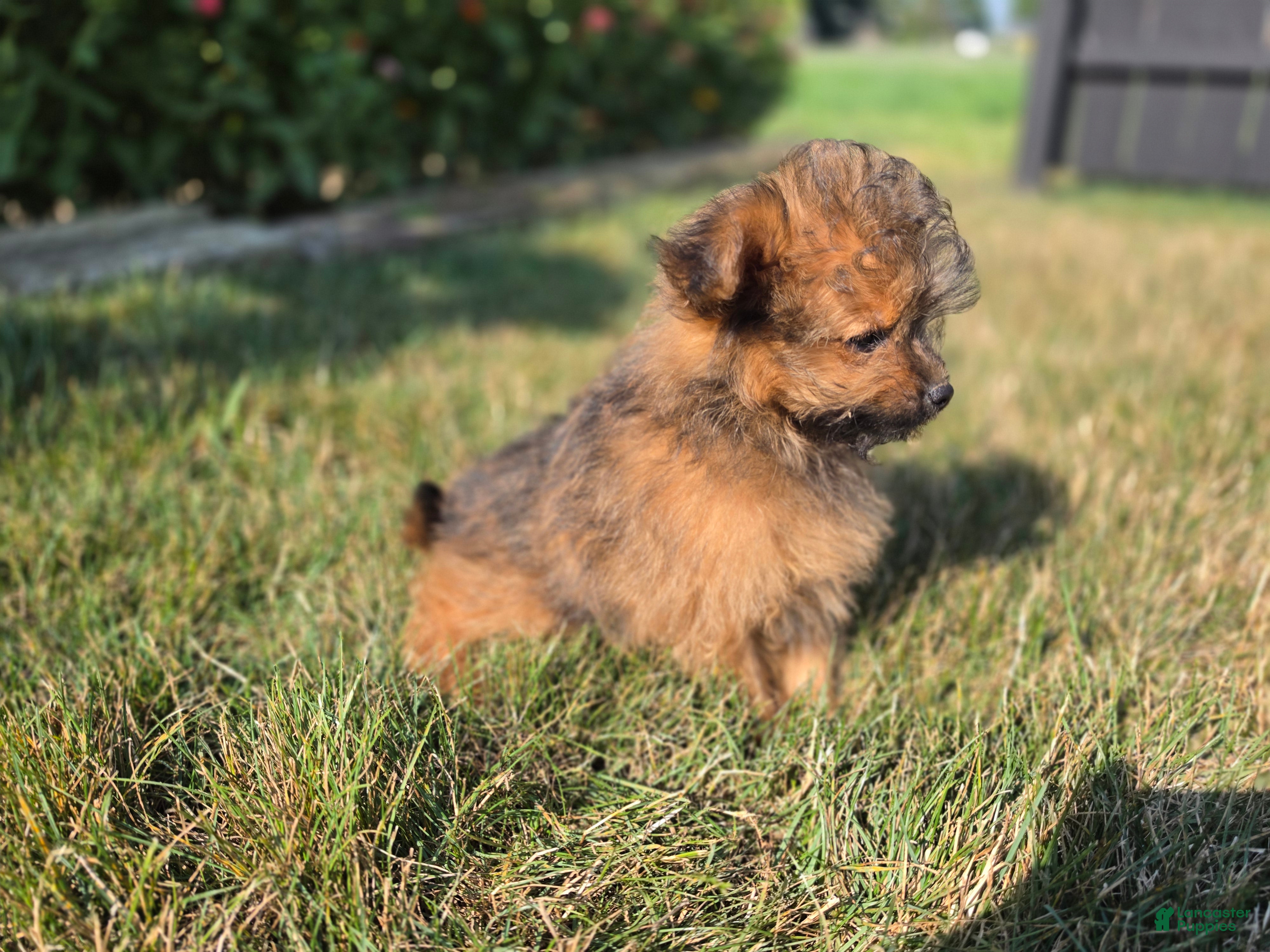 Pomapoo dogs Max - Ad 2