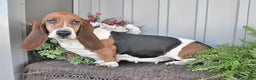 Basset Hound dogs for sale: Bill - Ad 6