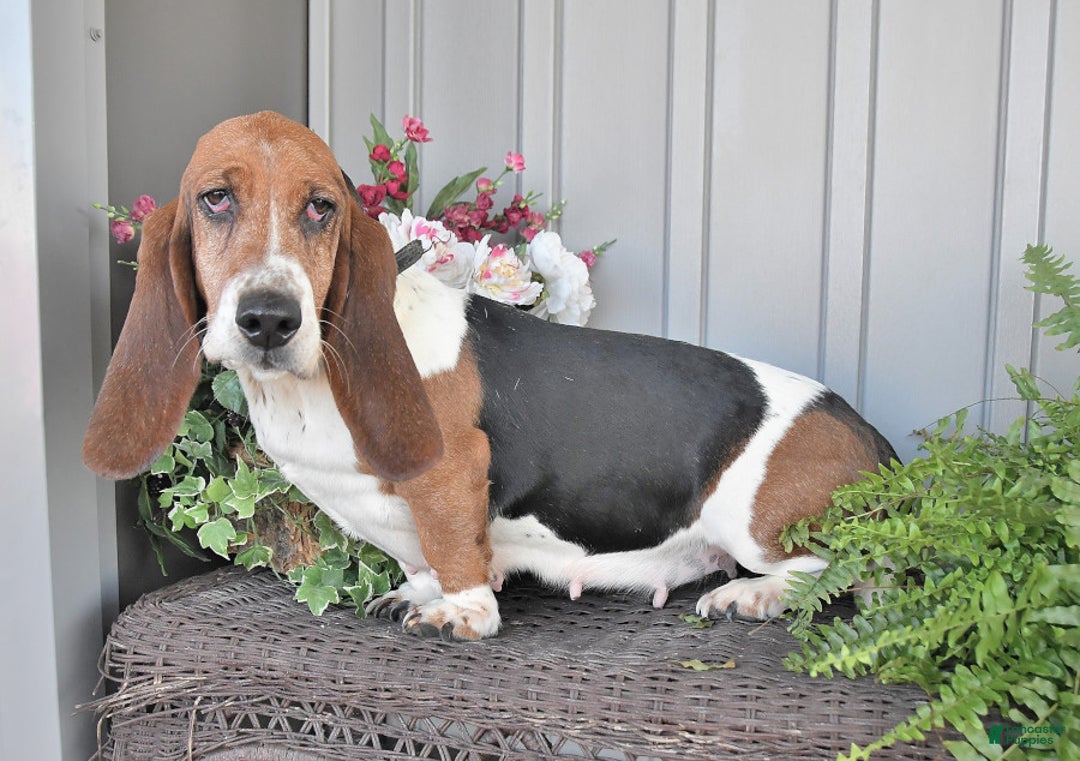 Basset Hound dogs for sale: Bill - Ad 6