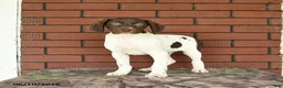 German Shorthaired Pointer dogs for sale: Garnet - Ad 8