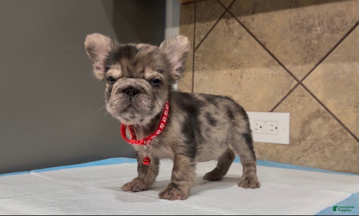 French Bulldog dogs Sonic - Ad 1